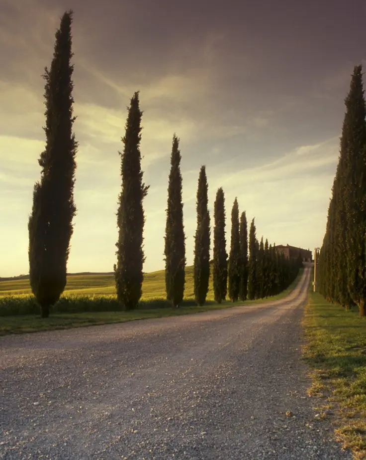 A road with many trees on the side of it